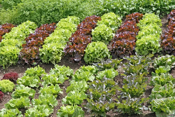 Salat und Chicorée und roter Chicorée — Stockfoto