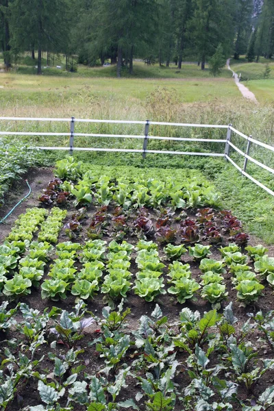 Поле овощей, выращенных в саду у подножия горы — стоковое фото