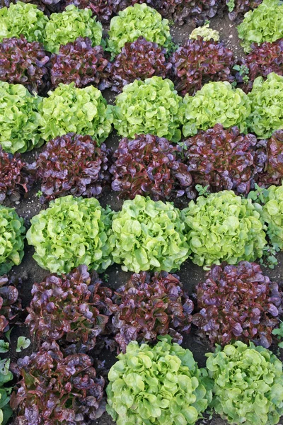 Grüner Salat und roter Chicorée aus dem Garten — Stockfoto