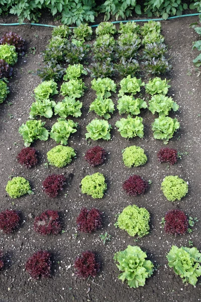 Салат из салата и выращивается в саду — стоковое фото