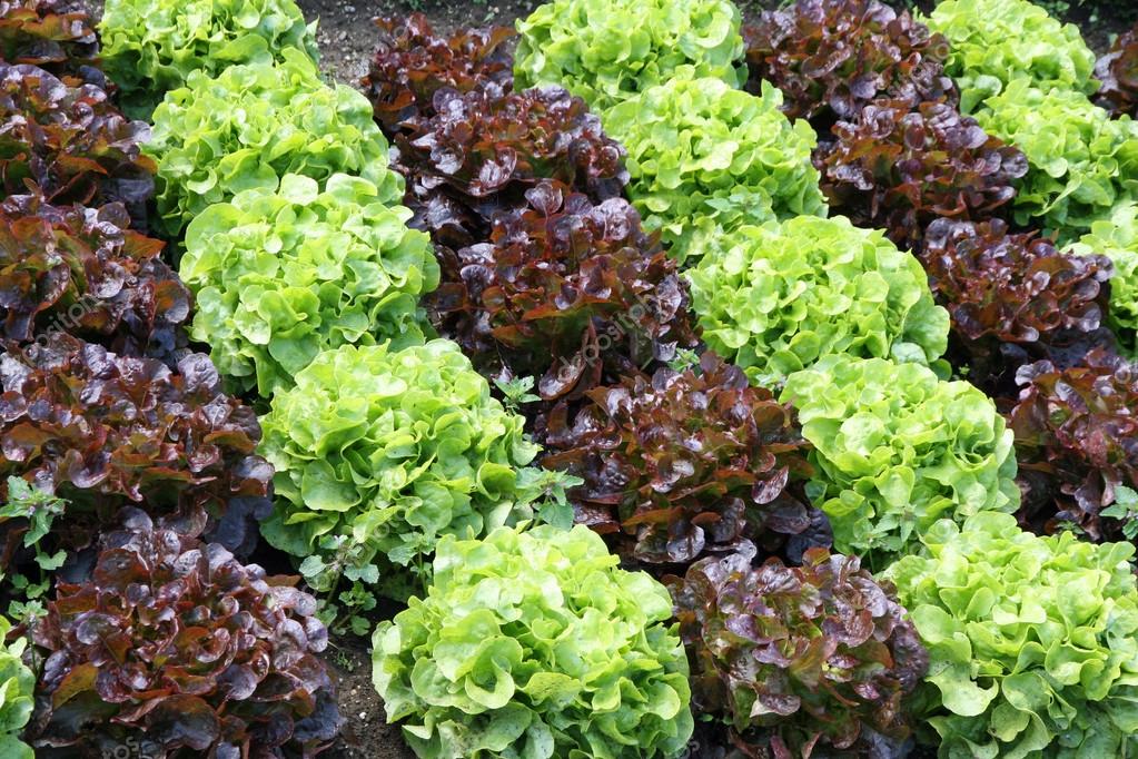 グリーン サラダと栽培赤チコリ ストック写真 C Chiccododifc