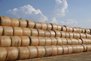 yüksek ve uzun satırı kavurucu güneşin kuru saman balya
