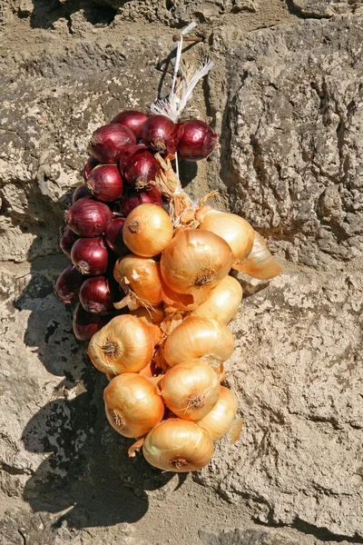 Goldene Zwiebeln hängen zum Trocknen an der Wand — Stockfoto