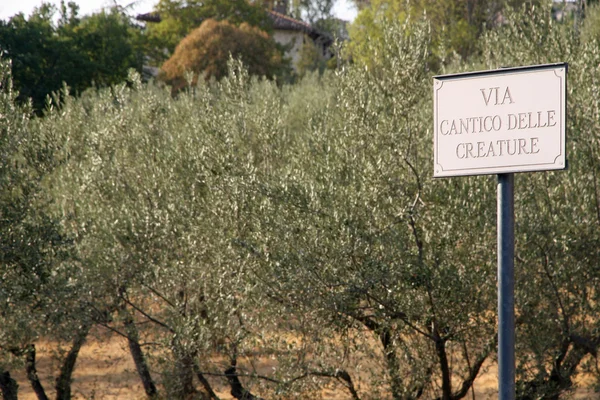 Уличный знак Кантиция существ и оливковых деревьев в заливе — стоковое фото