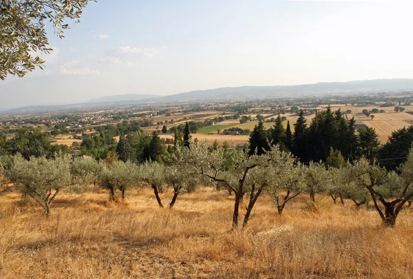 Оливки Сан-Дамиано и равнины Ассизи — стоковое фото