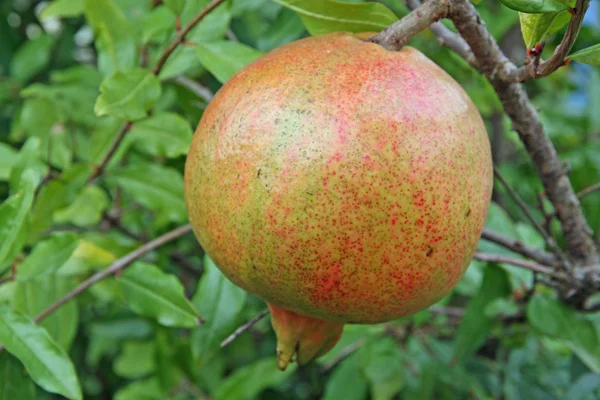 Juicy ripe pomegranate in the fall with the leaves — Stock Photo, Image