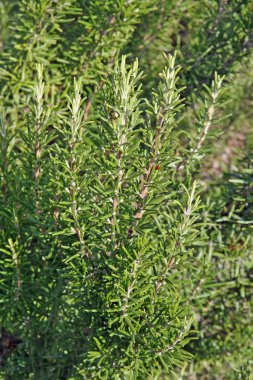 et roas lezzet için kokulu Akdeniz biberiye fışkın