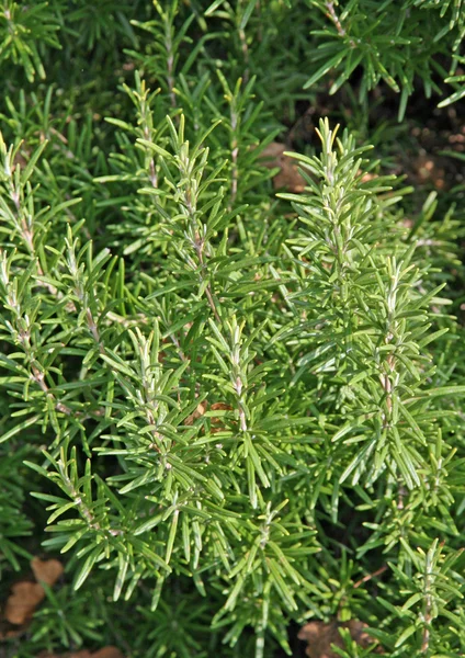 Planta de romero mediterráneo para poner en asado — Foto de Stock