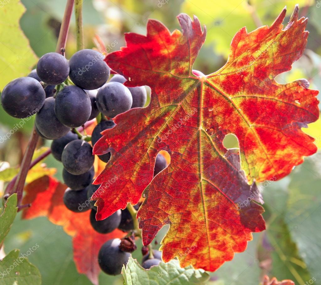 racimo de uva negra detrás de una hoja de Parra — Foto de stock