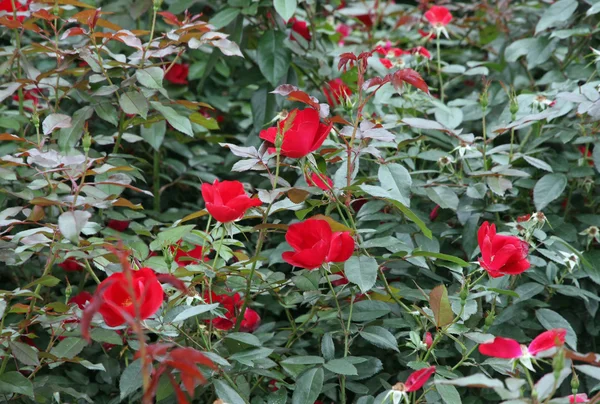 Delicada rosa com flores vermelhas — Fotografia de Stock