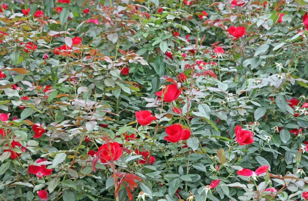 Delicate rose with red flowers — Stock Photo, Image