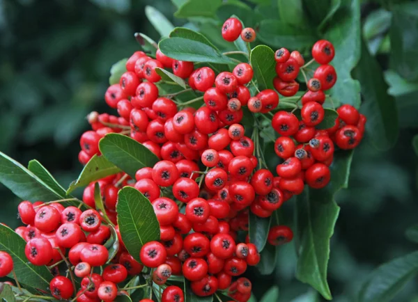 Rote Beeren in einem grünen Strauch im Winter — Stockfoto