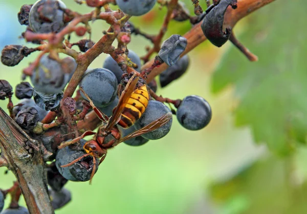 Yellow swap succhia succo da mazzo di uva passa in autunno — Foto Stock