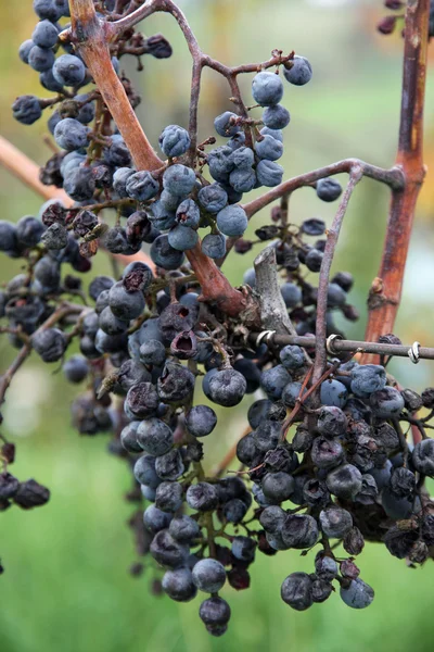 Szárított szőlőfürt kész, át kell alakítani a grappa — Stock Fotó