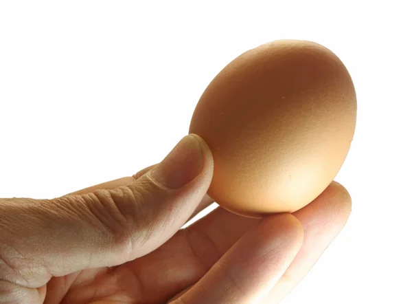 成人只手握住一只手一个蛋 — 图库照片