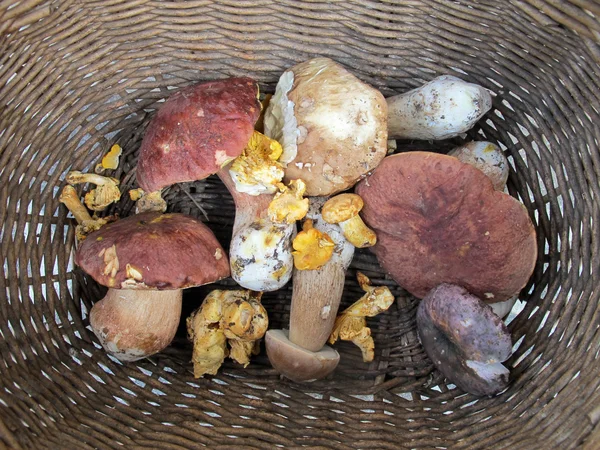 sepet lezzetli taze mantar ormanda aldı.