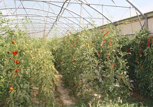 Røde kirsebærtomater i et veksthus i Italia – stockfoto