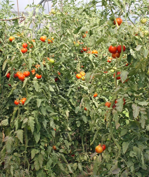 Red cherry tomatoes in a greenhouse in Italy — Stock Photo, Image