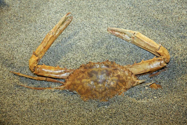 Crab that emerges from the sand of the beach in search of food — ストック写真