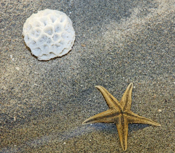 Korallen und Seesterne liegen im Sand des Strandes — Stockfoto