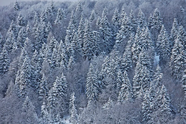 雪盖上意大利多洛米蒂山的树 — 图库照片