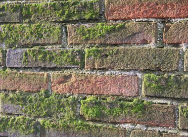 Kuzeyde bir sürü yeşil yosun maruz eski ıslak tuğla duvar