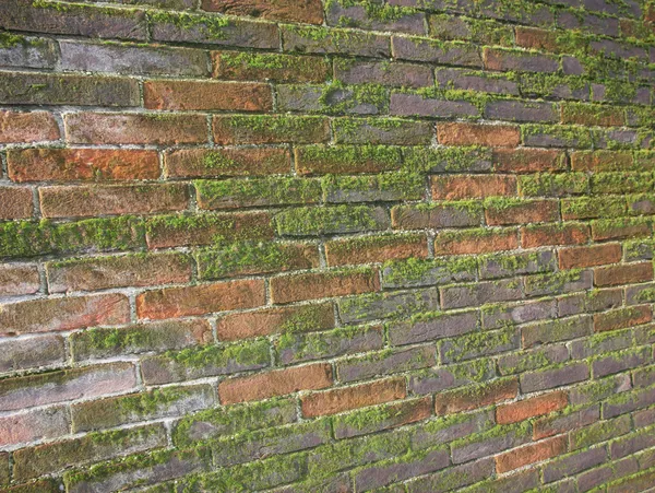 Oude natte bakstenen muur blootgesteld aan het noorden met een heleboel groene mos — Stockfoto