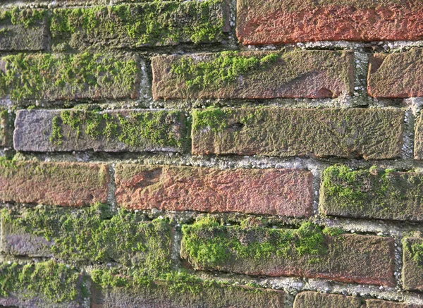 old wet brick wall exposed to the North with a lot of green moss