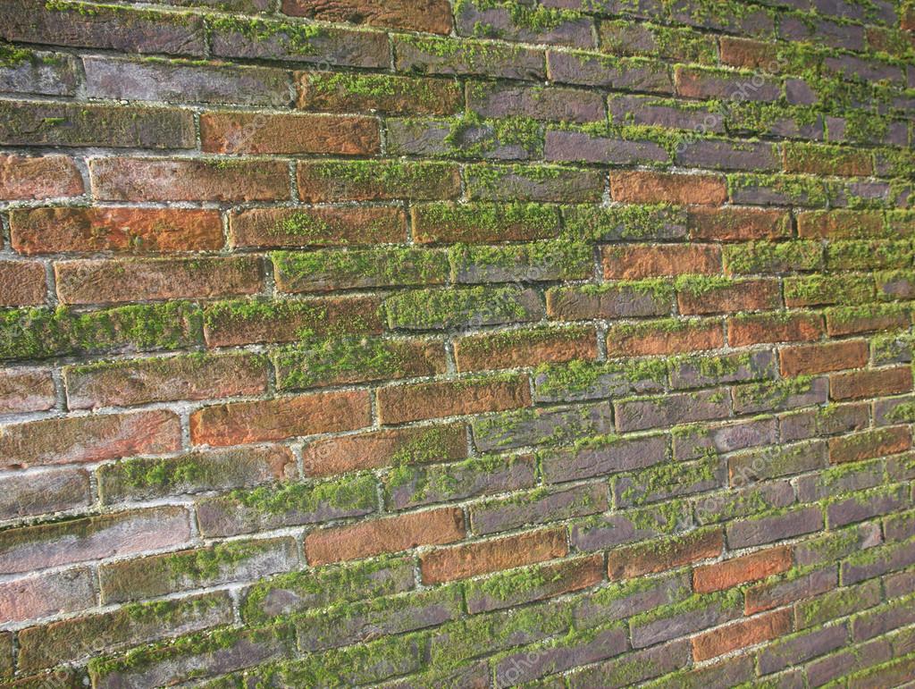 Old wet brick wall exposed to the North with a lot of green moss — Stock Photo © ChiccoDodiFC