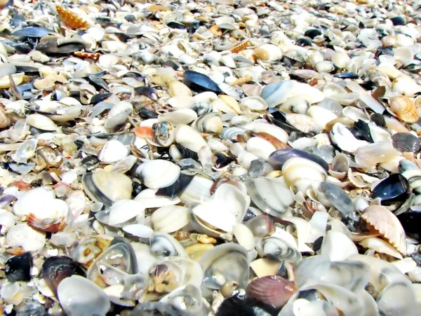 Viele Muscheln aller Größen — Stockfoto