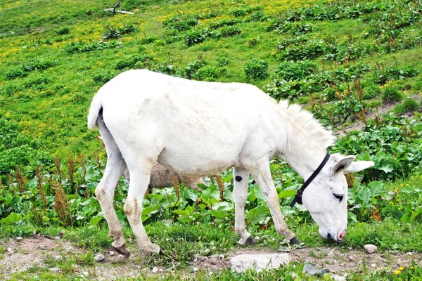 Asino e pascolo in montagna — Foto Stock