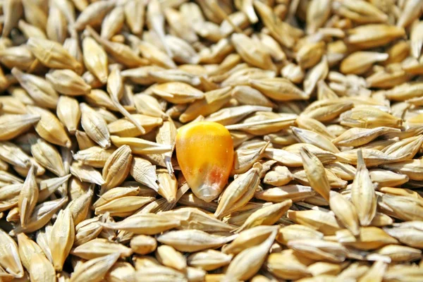 Muitas sementes de trigo e sementes de milho amarelo — Fotografia de Stock