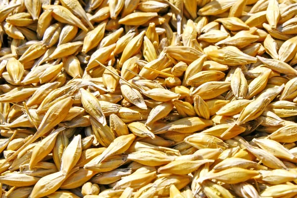 Series of yellow seeds of wheat — Stock Photo, Image