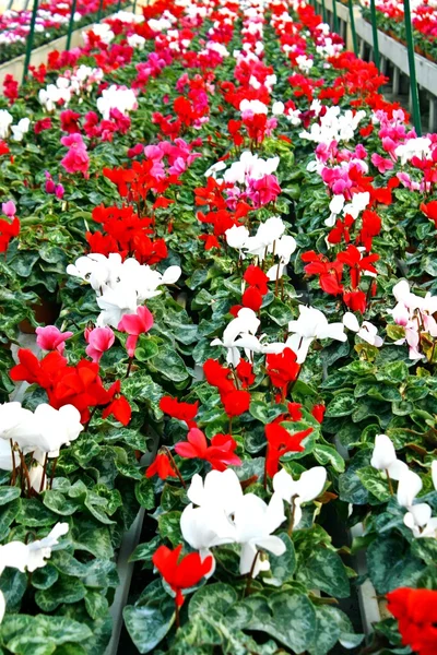 Ibolya virágok és a Ciklámen, az üvegházhatást okozó — Stock Fotó