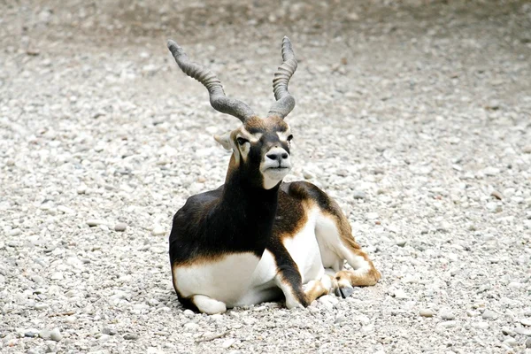 Antilopa vleže odpočívá na kamenný plot — Stock fotografie