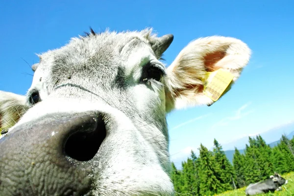 Nose of the cow mountain — Stock Photo, Image