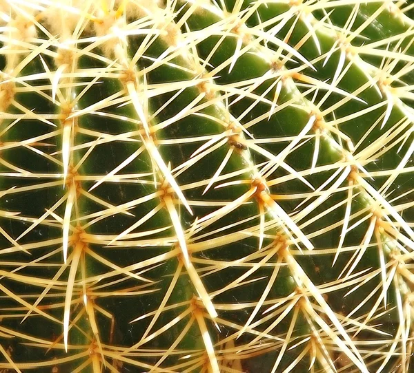 Espinas de un cactus espinoso —  Fotos de Stock