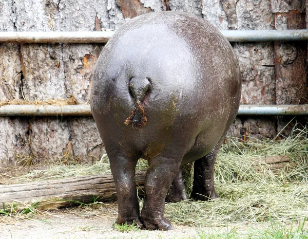 Grande gordura behinds de hipopótamo visto por trás — Fotografia de Stock