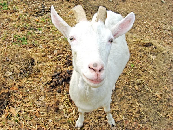 折り目の角を持つヤギ — ストック写真