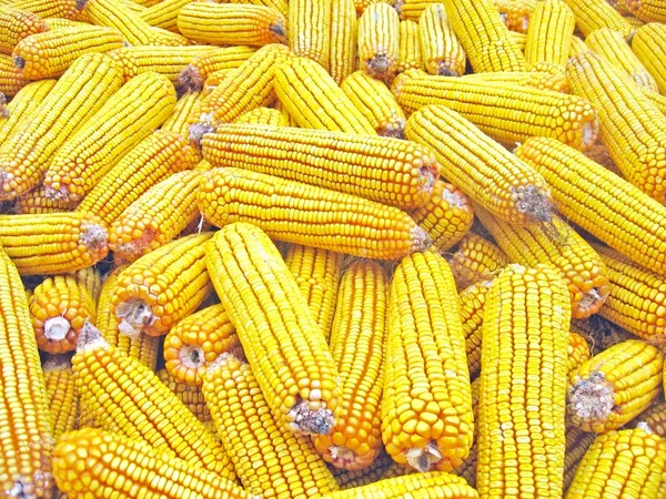 Many yellow yellow corn — Stock Photo, Image
