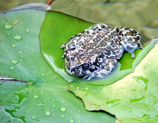 Toad sits on a green leaf floating — Stock Photo, Image