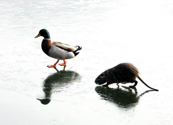 Rat and a duck walking on ice — Stock Photo, Image