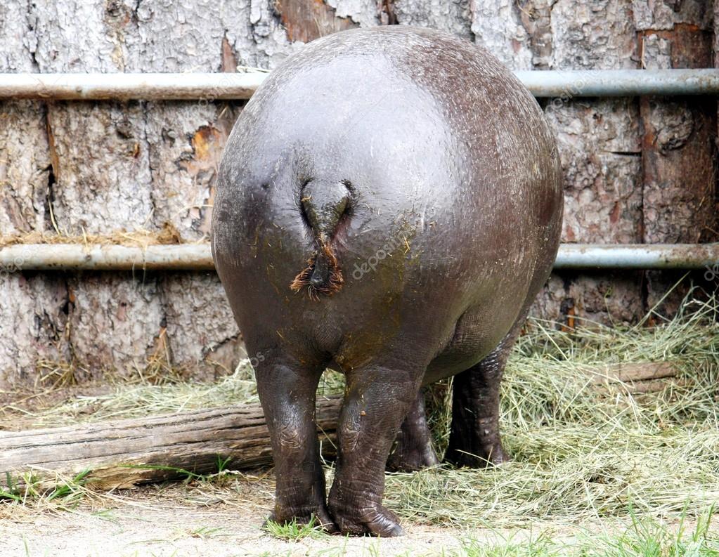 Dicke Hinterteile von Nilpferden von hinten gesehen Dicke Hinterteile von Nilpferden von hinten gesehen