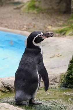 Penguen ayakta uzun gagası ile