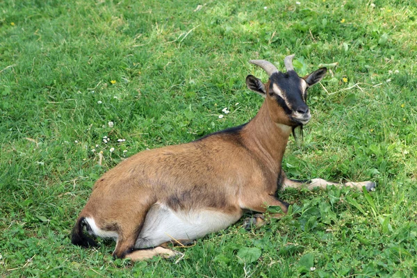 Young goat in the middle of the green lawn grasses — Stock Photo, Image