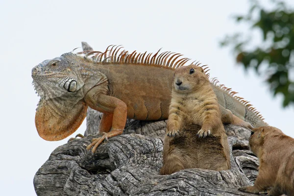 Mektige Iguana og to Marmot blir varme i solen på en gren – stockfoto
