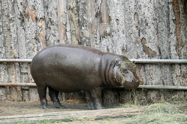 Vet enorme nijlpaard in een vijver van de dierentuin — Stockfoto