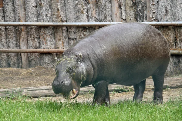 Vet enorme nijlpaard in een vijver van de dierentuin — Stockfoto