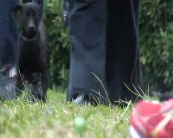 Famiglie con scarpe da ginnastica in giro per la città durante la fossa — Video Stock