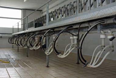 keçi ve koyun ve inek süt sağım odası